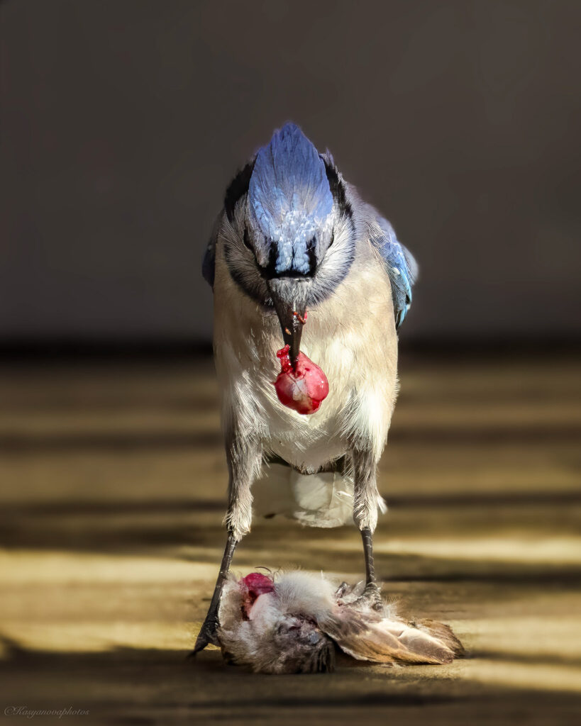 Most Wildlife Photography Is Lying to You — Here’s What Nature Really Looks Like