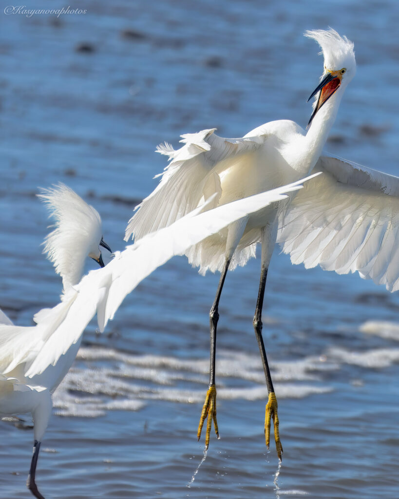 Most Wildlife Photography Is Lying to You — Here’s What Nature Really Looks Like