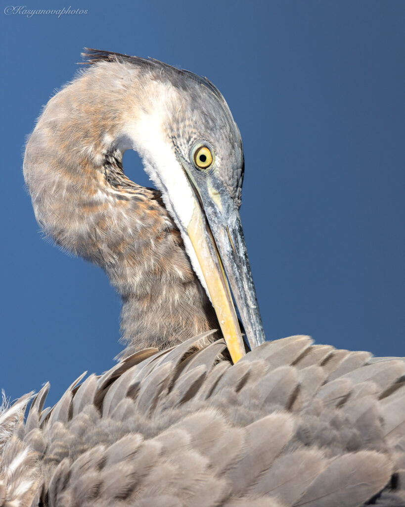 Most Wildlife Photography Is Lying to You — Here’s What Nature Really Looks Like