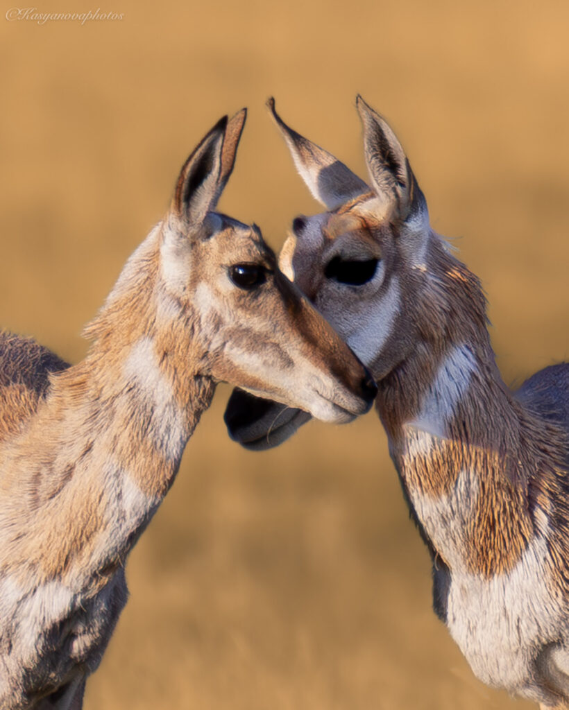 Most Wildlife Photography Is Lying to You — Here’s What Nature Really Looks Like